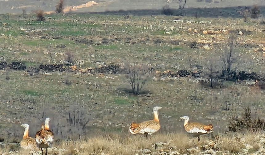 Batman'da nesli tehlike altındaki toy kuşu kameralara yansıdı