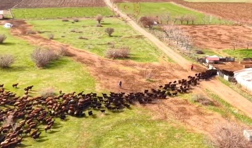 Bingöl’de kuzuların anneleriyle buluşma anı kalpleri ısıttı