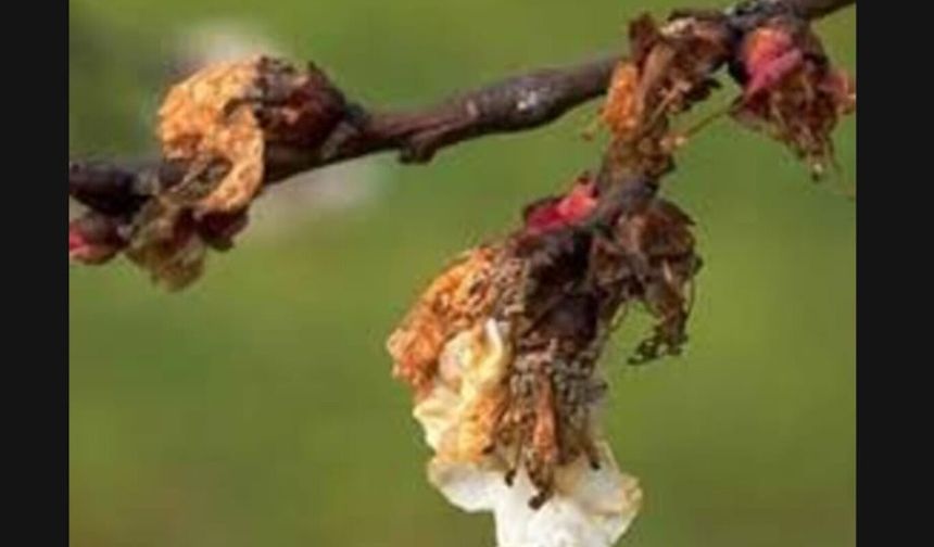 Kayısı üreticilerine monilya hastalığı uyarısı