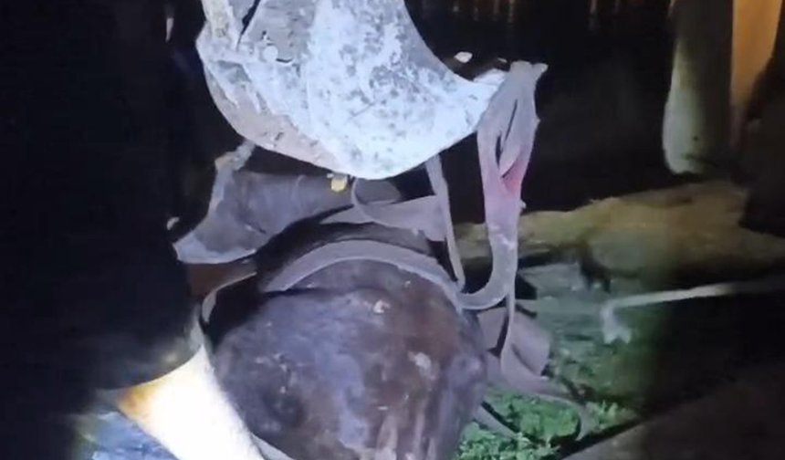 Dicle Nehri'ne düşen ineği itfaiye ekipleri kurtardı