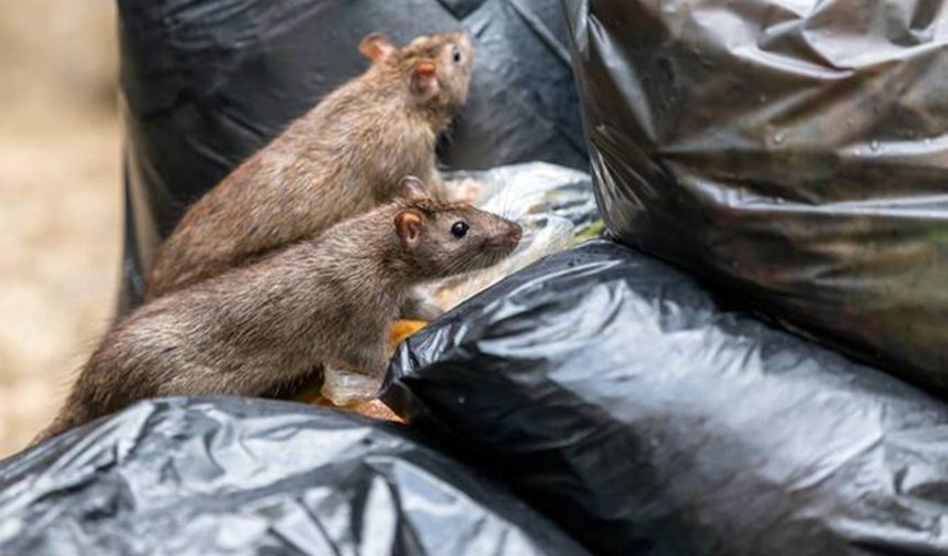 Gazze'de çöpler toplanamıyor, sağlık krizi derinleşiyor