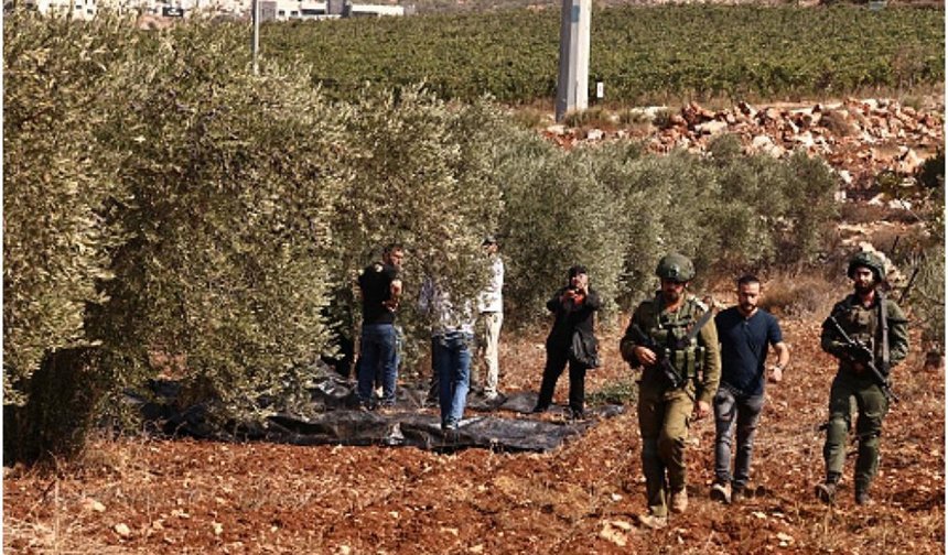 İşgalci siyonistler Batı Şeria'da yüzlerce zeytin ağacını söktü