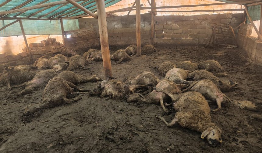 Malatya'da kurdun girdiği ağılda 40 koyun telef oldu