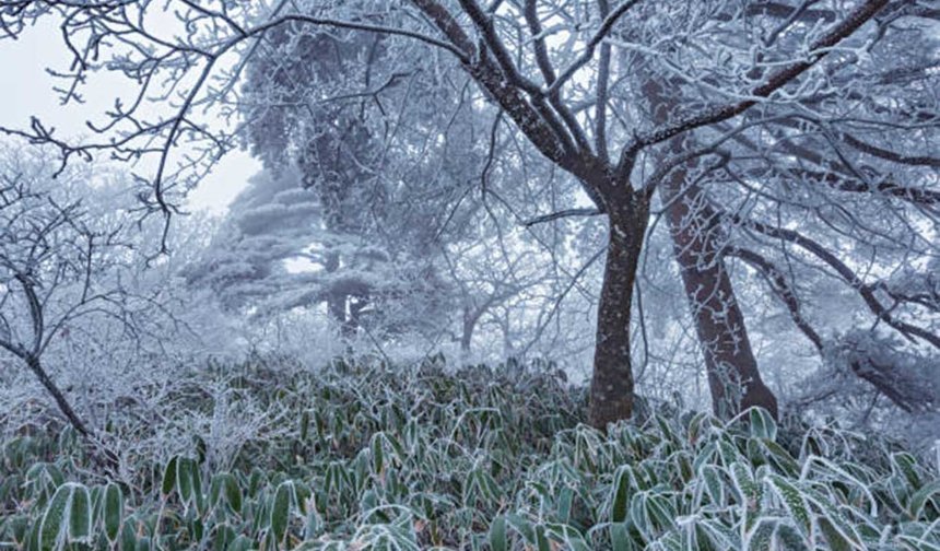 Meteorolojiden Konya ve çevresi için zirai don uyarısı