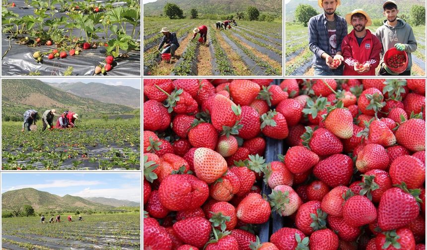 Coğrafi işaretli Sason çileği üreticinin yüzünü güldürüyor