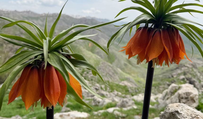 Doğanın en nadir çiçekleri Batman'da yüzünü gösterdi