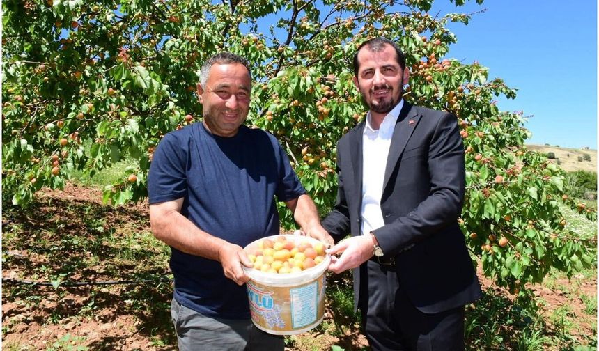 Malatya'da ilk kayısı hasadı yapıldı