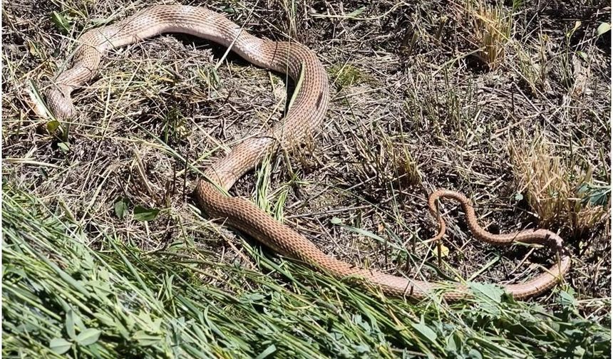 Malatya'da yaklaşık 5 metre uzunluğunda yılan bulundu