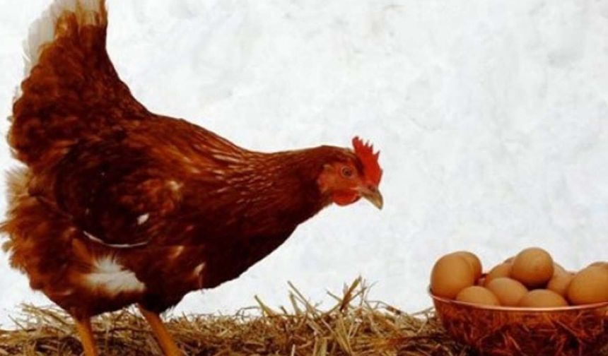 Martta tavuk yumurtası üretimi yüzde 17,6 arttı
