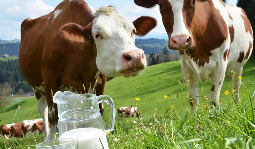 Ticari süt işletmeleri martta 1 milyon tonu aşkın inek sütü topladı