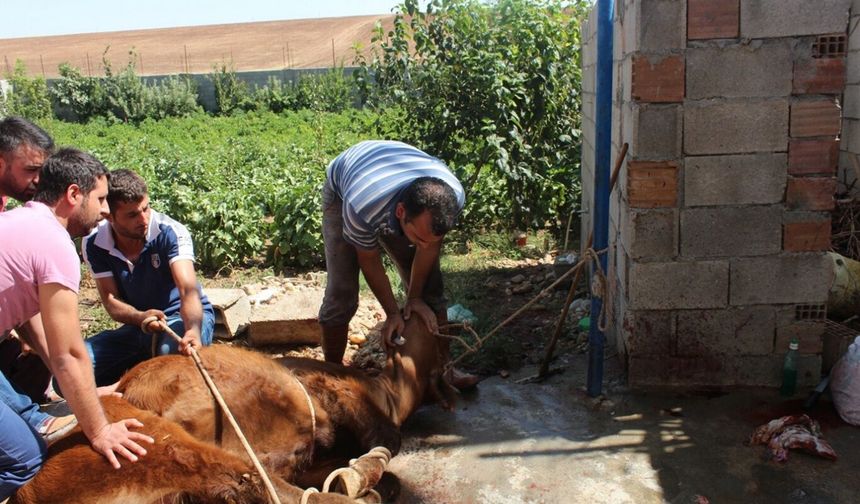 Uzmanlardan kurban kesimi ve eti saklama koşulları hakkında tavsiyeler