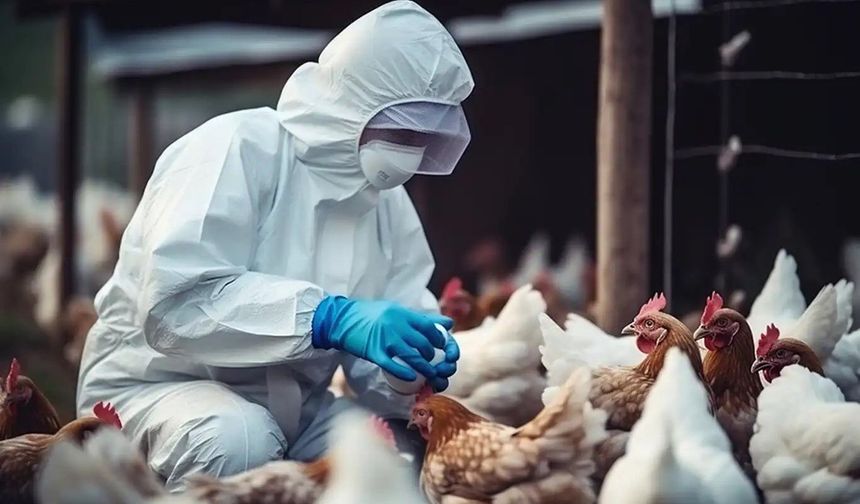 Avustralya'da H5N1 kuş gribi tespit edildi