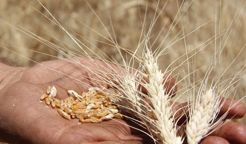 Buğday hasadı yüz güldürdü: Verim yüksek, çiftçinin tek derdi maliyetler