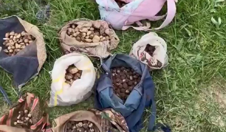 Çankırı'da salep orkidesi toplayanlara 6,9 milyon lira ceza