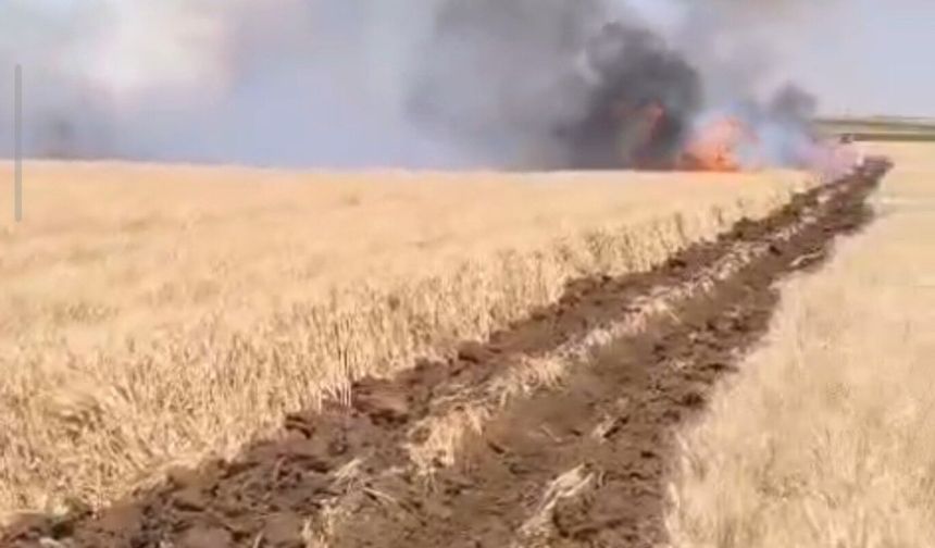 Mardin'de çıkan yangında 500 dönüm buğday ekili alan yandı
