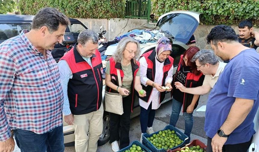 Bursa siyah inciri için ilek denetimleri tamamlandı