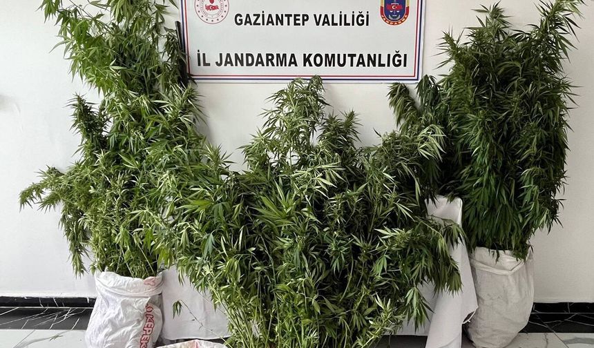 Gaziantep'te 215 kök kenevir ele geçirildi