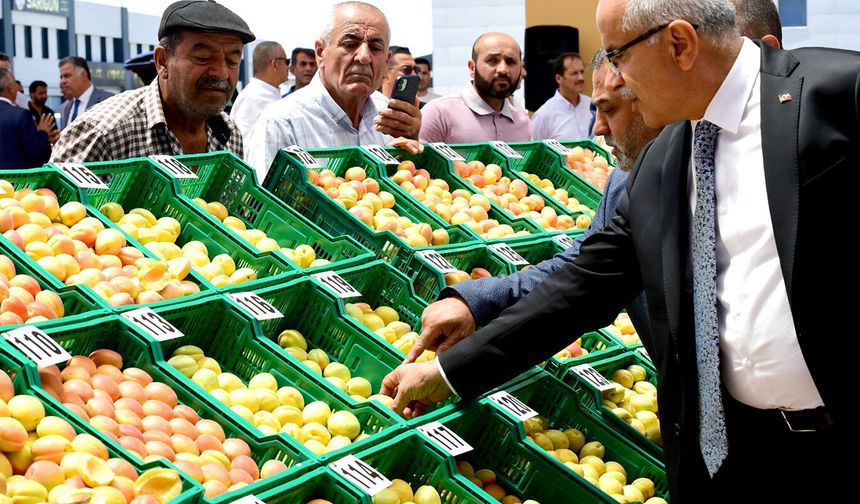 Malatya'da 'En İyi Kayısı' yarışması düzenlendi
