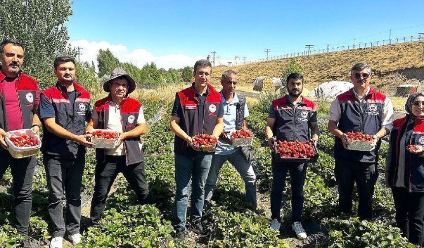Aroma kalitesi yüksek çilekler yetiştiriyorlar