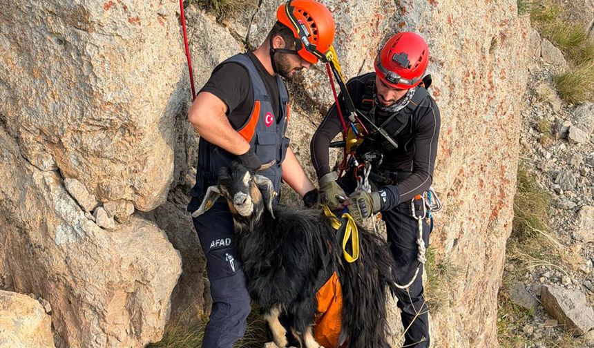 Şırnak'ta dağda mahsur kalan keçiler için ekipler seferber oldu