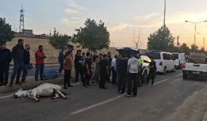 Batman'da seyir halindeki ticari aracın çarptığı eşek telef oldu