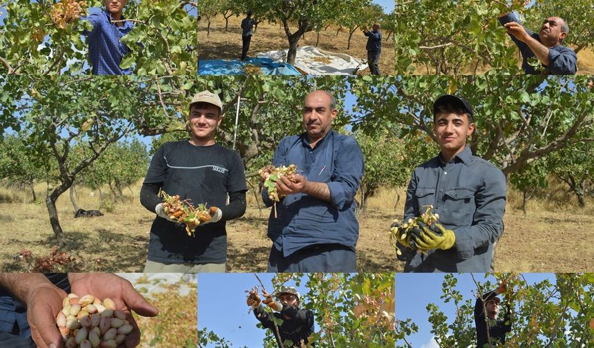 Çocuklarıyla başladı, şimdi torunlarıyla fıstık topluyor: 45 yıllık hasat hikâyesi