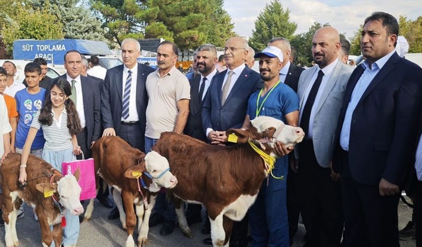 Malatya'da 'En Güzel Buzağı' yarışması düzenlendi