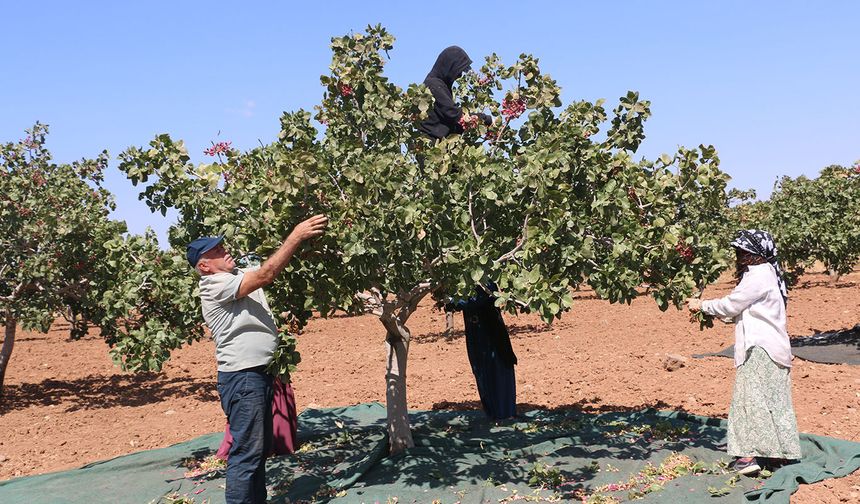 Şanlıurfa'da fıstık üreticisi verimden memnun: Yağışlar ürüne olumlu yansıdı