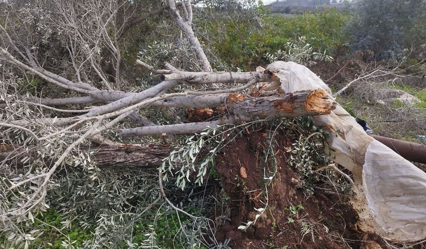Siyonist yerleşimcilerden zeytin sezonunda saldırı: 45 binden fazla ağaç zarar gördü