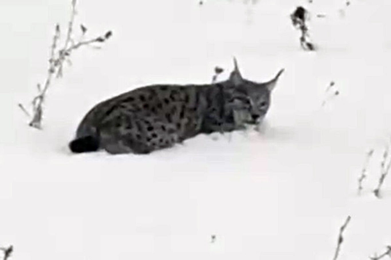 Ağrı’da yorgun düşen vaşak kameralara yansıdı