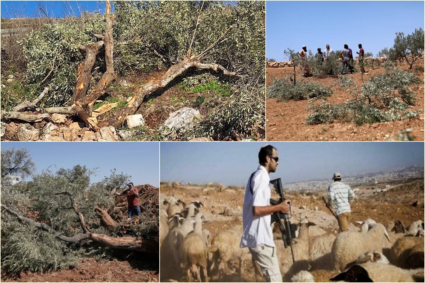 Batı Şeria'da siyonist vahşet insanlarla sınırlı kalmıyor: Hayvanlar çalındı, ağaçlar söküldü