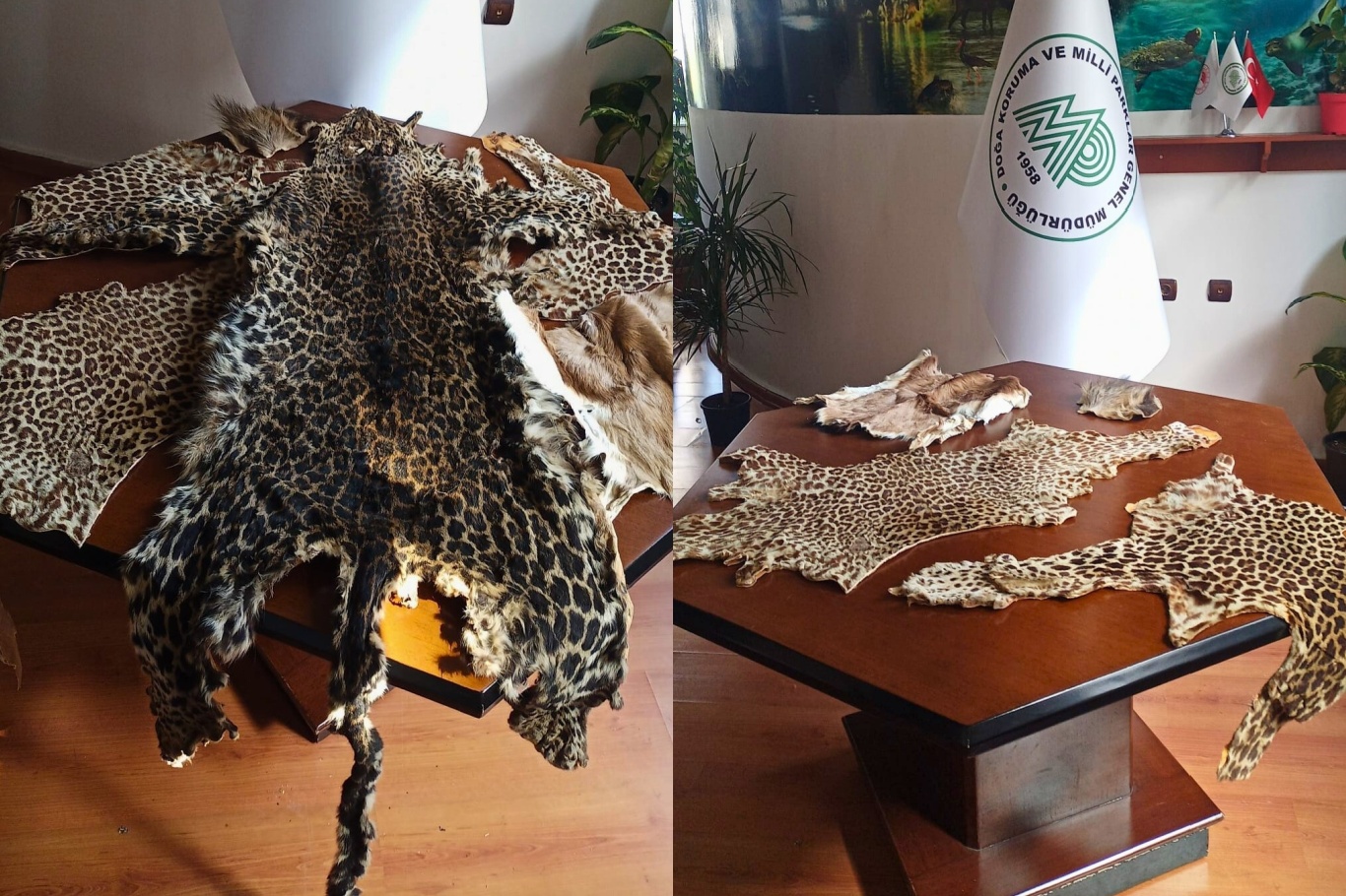 Çukurova Havalimanı’nda yasa dışı yaban hayvanı ürünleri ele geçirildi