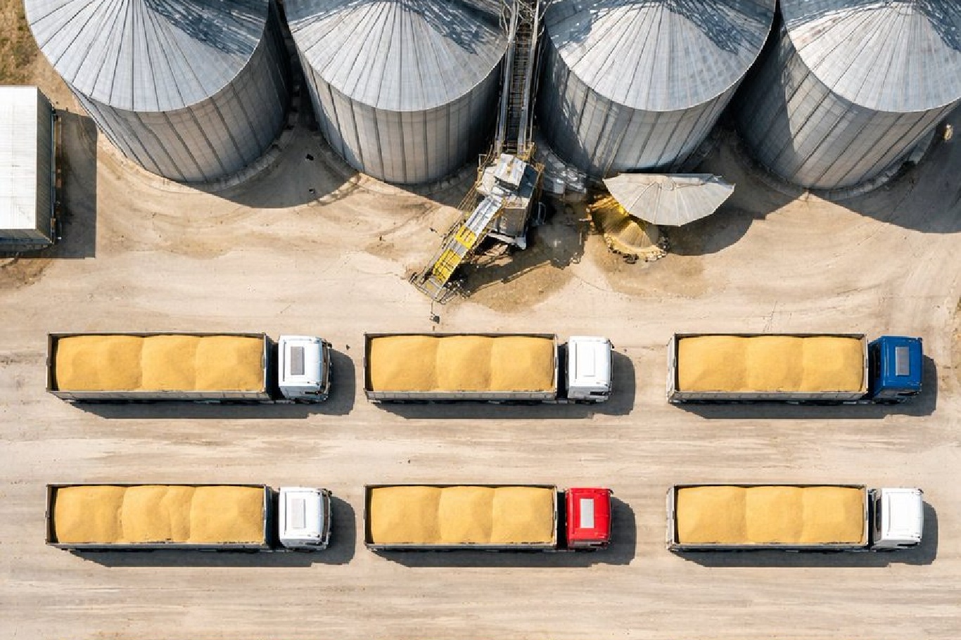 TMO 1,2 milyon ton buğdayı TÜRİB üzerinden satışa sunuyor