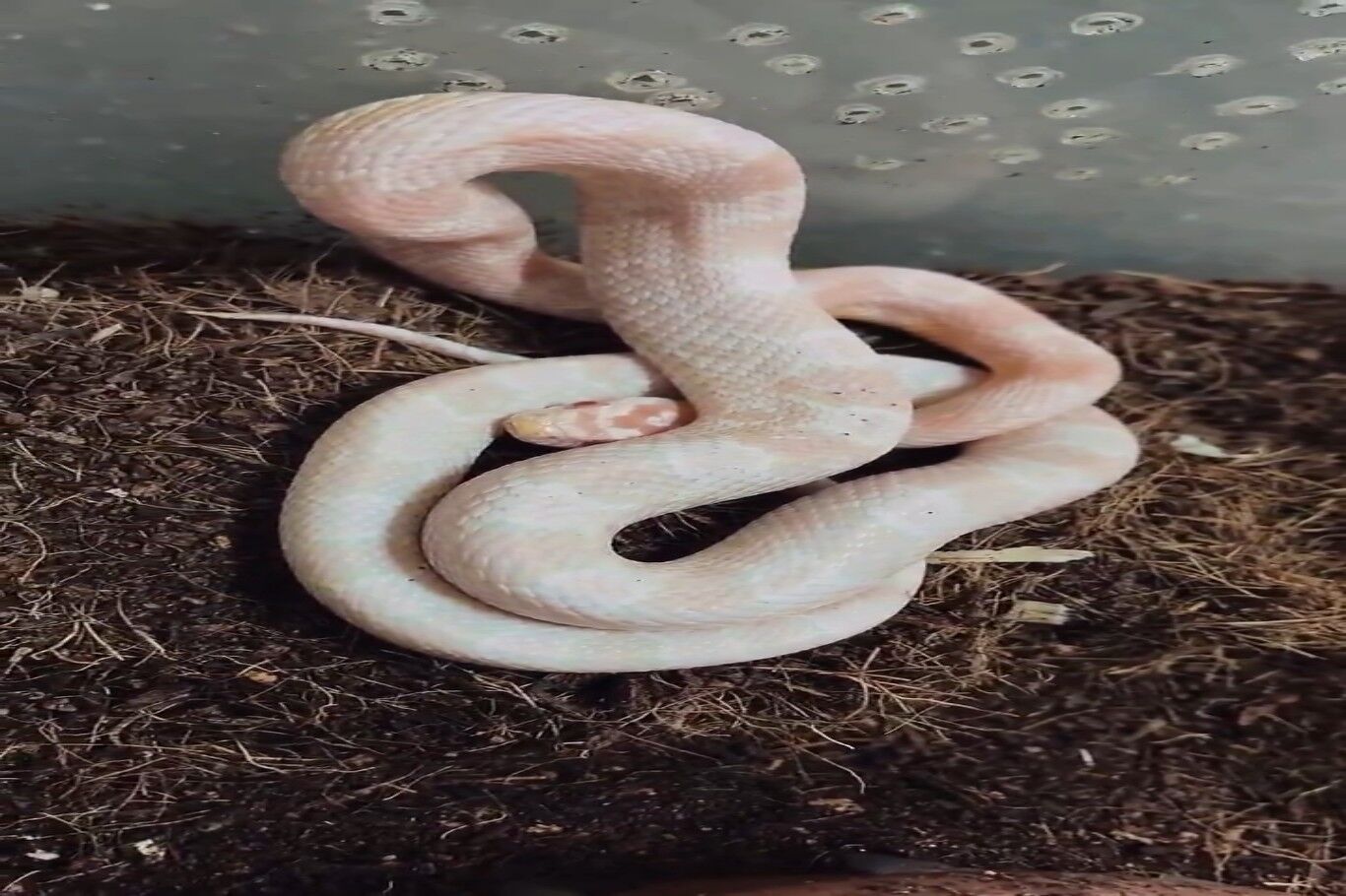 Bursa’da mevzuata aykırı hayvan ticaretine operasyon