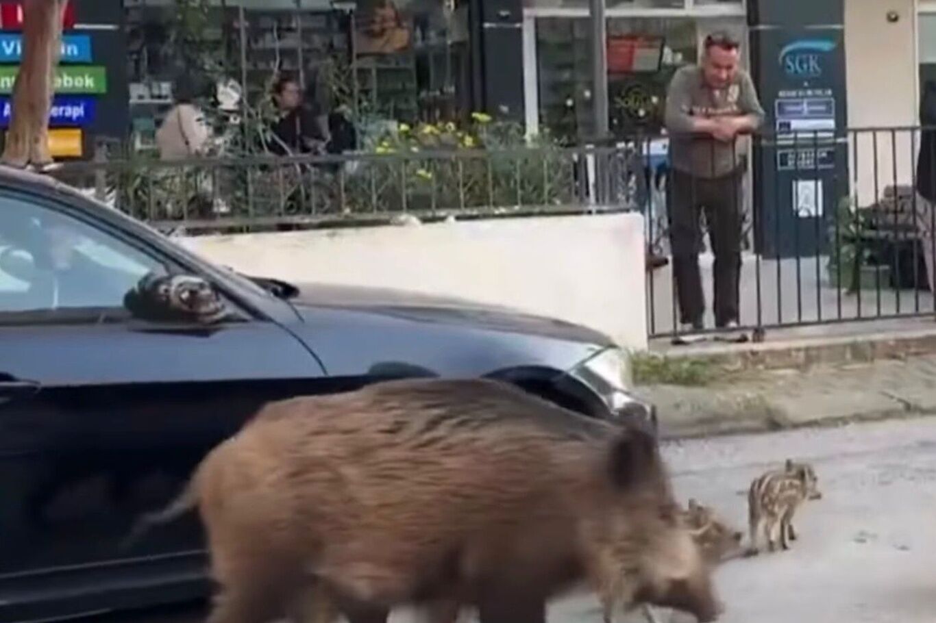 İzmir'de yaban domuzları ilçe merkezine indi