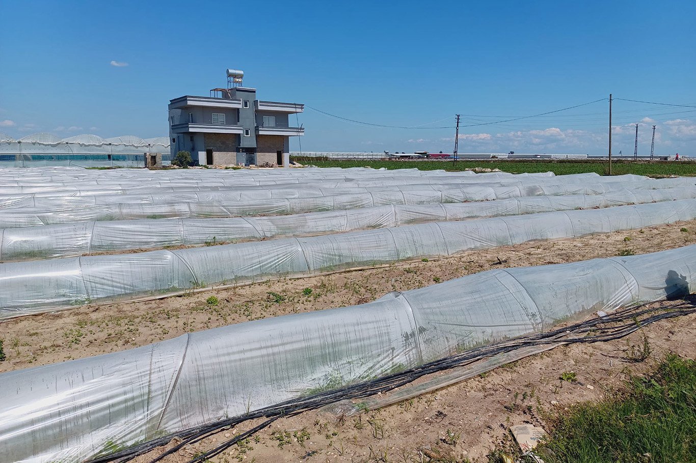 Bakanlıktan tarlada kalan marul iddialarına yalanlama