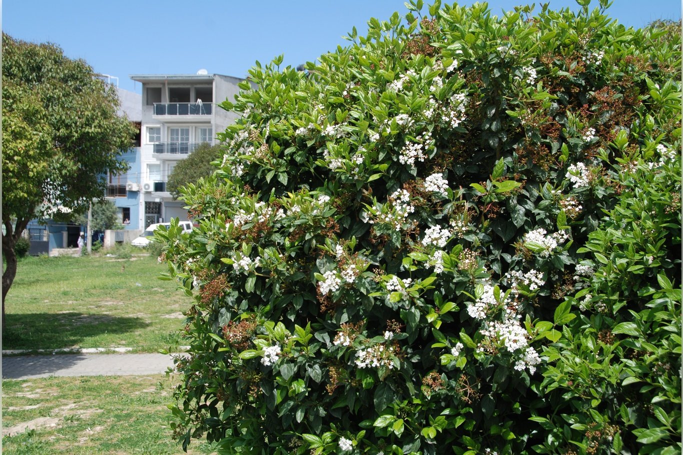 İzmir'de bahar yüzünü gösterdi