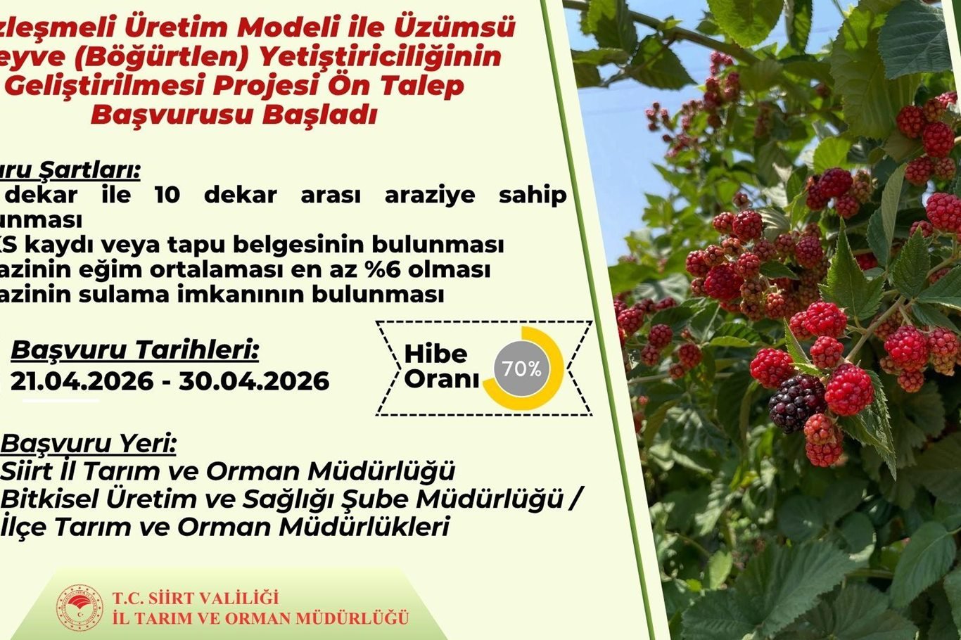 Sözleşmeli böğürtlen üretimi için ön talep başvuruları başladı