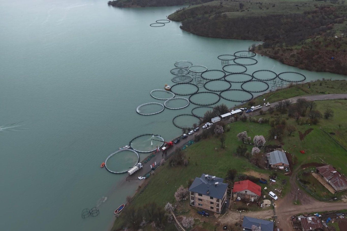 Uzunçayır Baraj Gölü'ne 1,5 milyon yavru alabalık bırakıldı