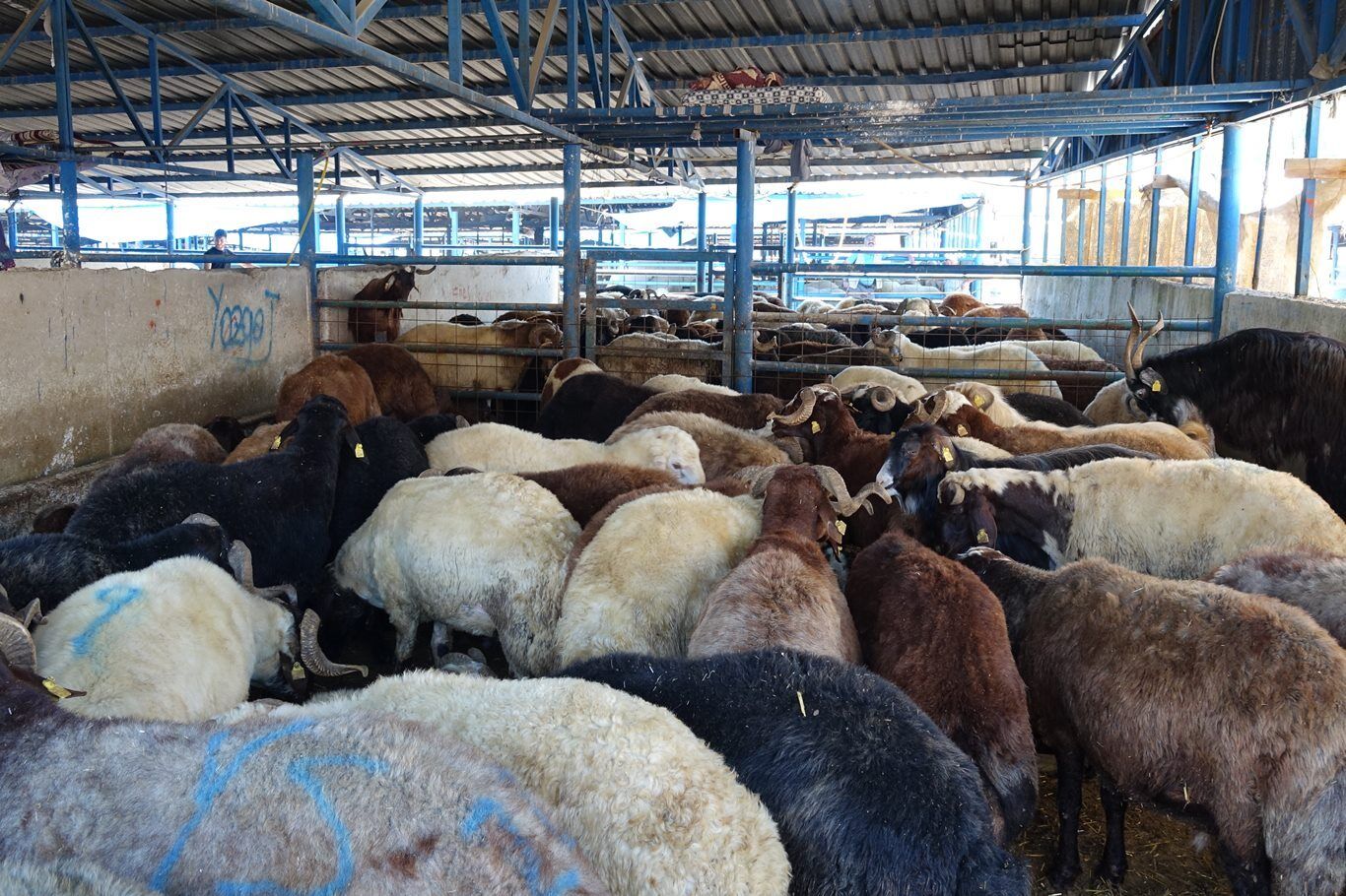Bursa'da 140 noktada kurban kesimi yapılacak