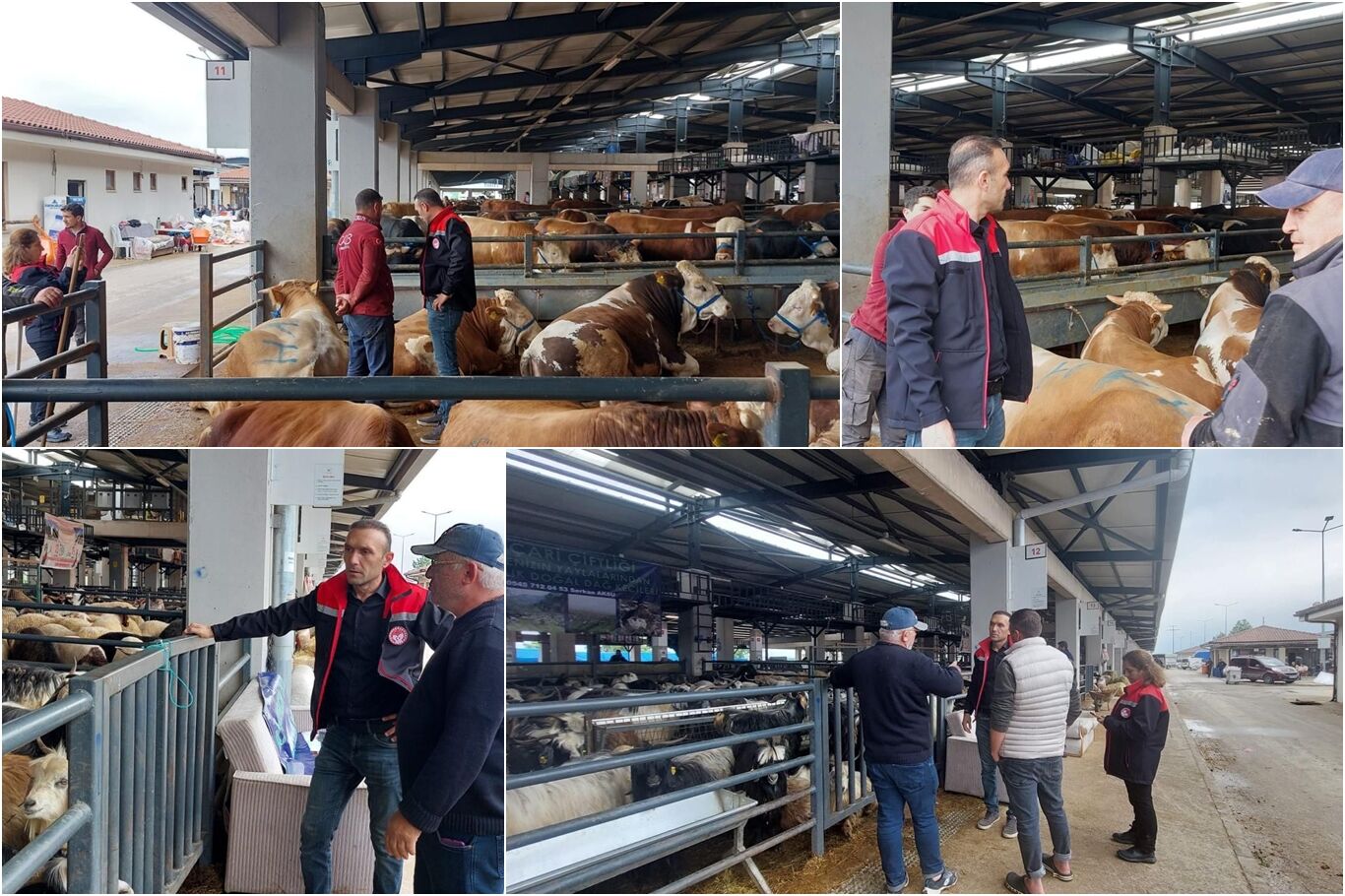 Bursa'da kurbanlık hayvanlara yönelik kapsamlı denetim