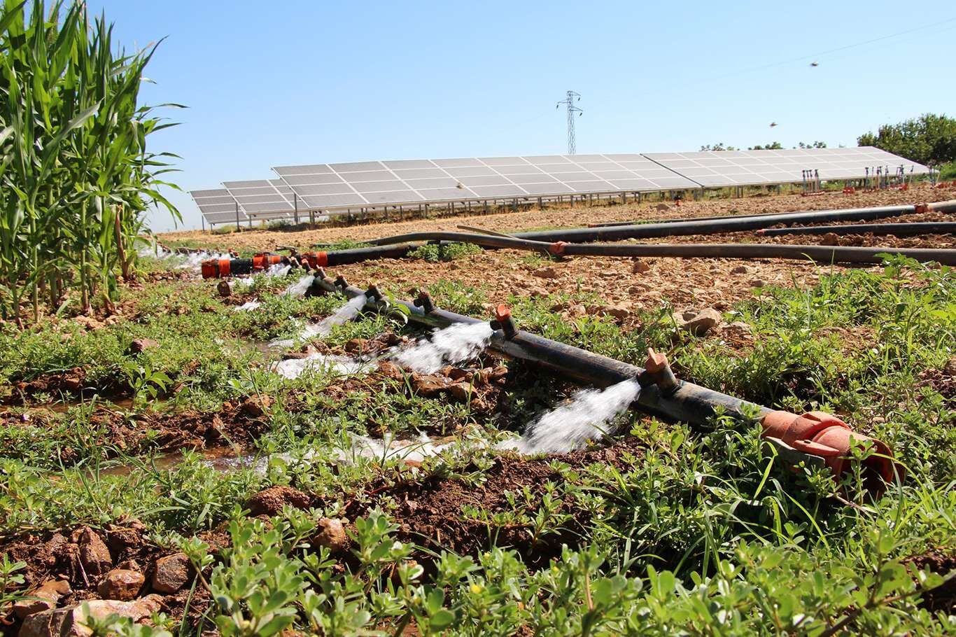 Tarımsal destekleme ödemeleri çiftçilerin hesaplarına aktarılıyor 