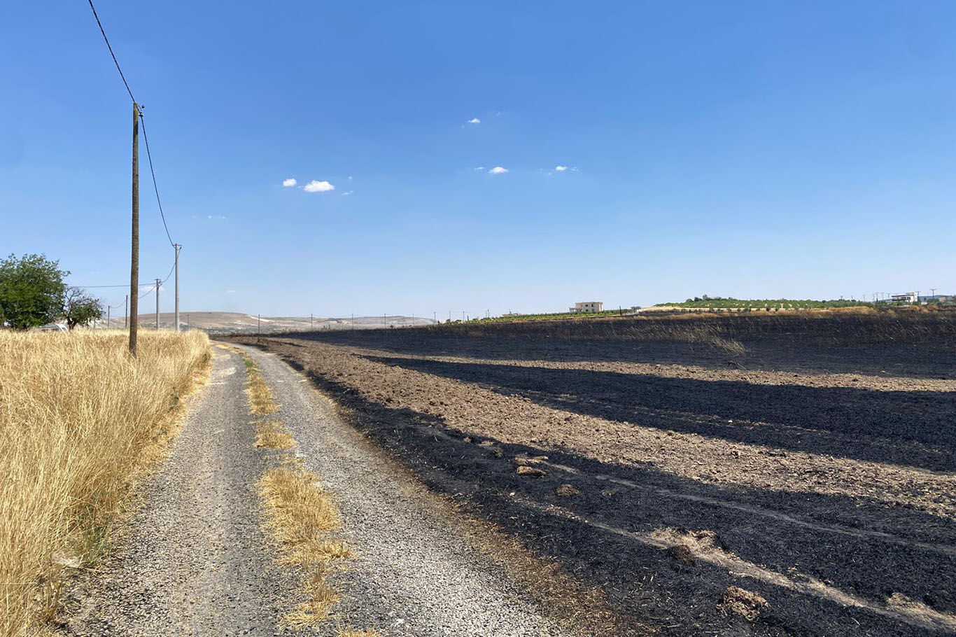 Şanlıurfa'da arpa tarlasında yangın: 300 dönüm alan zarar gördü