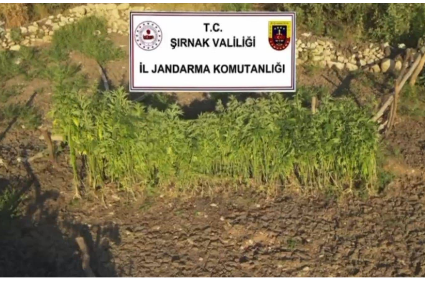 Şırnak merkezli 3 ilde uyuşturucu operasyonu: 5 gözaltı