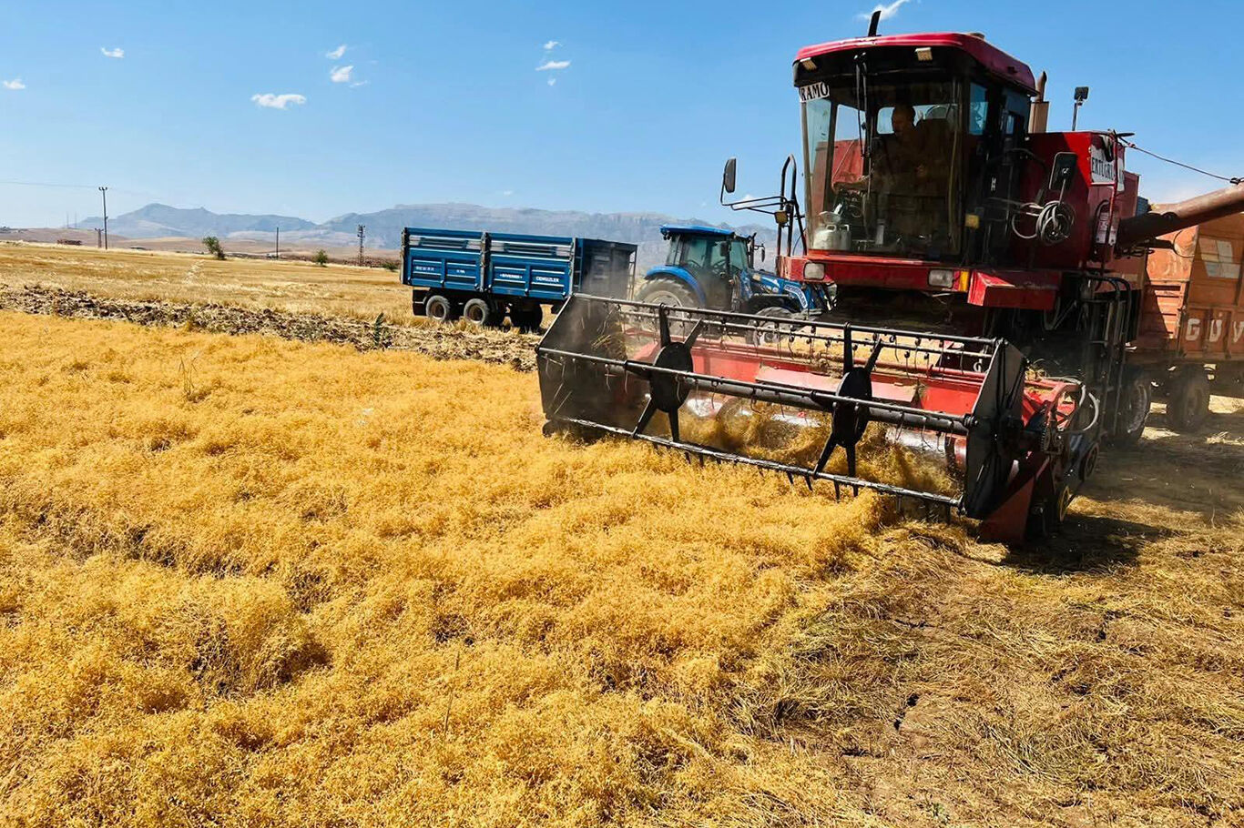 Şırnak'ta atıl araziler TAKE Projesi ile kırmızı mercimek üretimine kazandırıldı