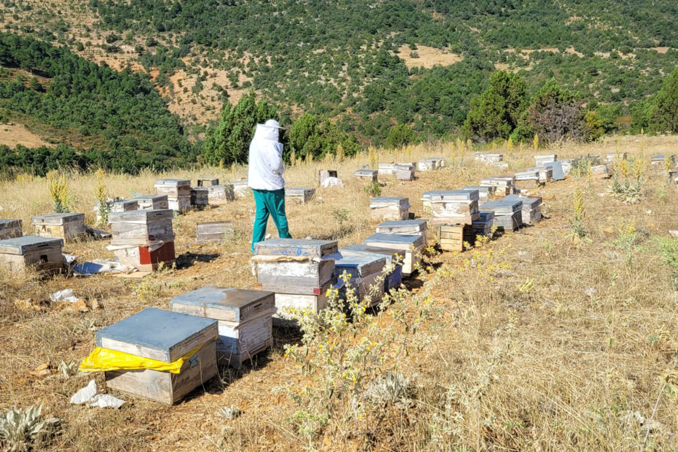 Ilgın'da arıcılık işletmeleri ve arı kolonileri kontrol ediliyor