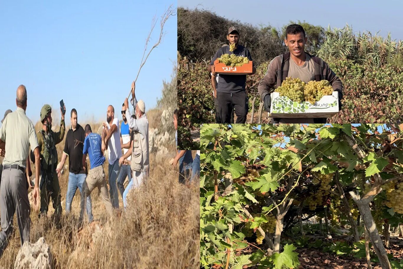 Batı Şeria'da üzüm gaspı